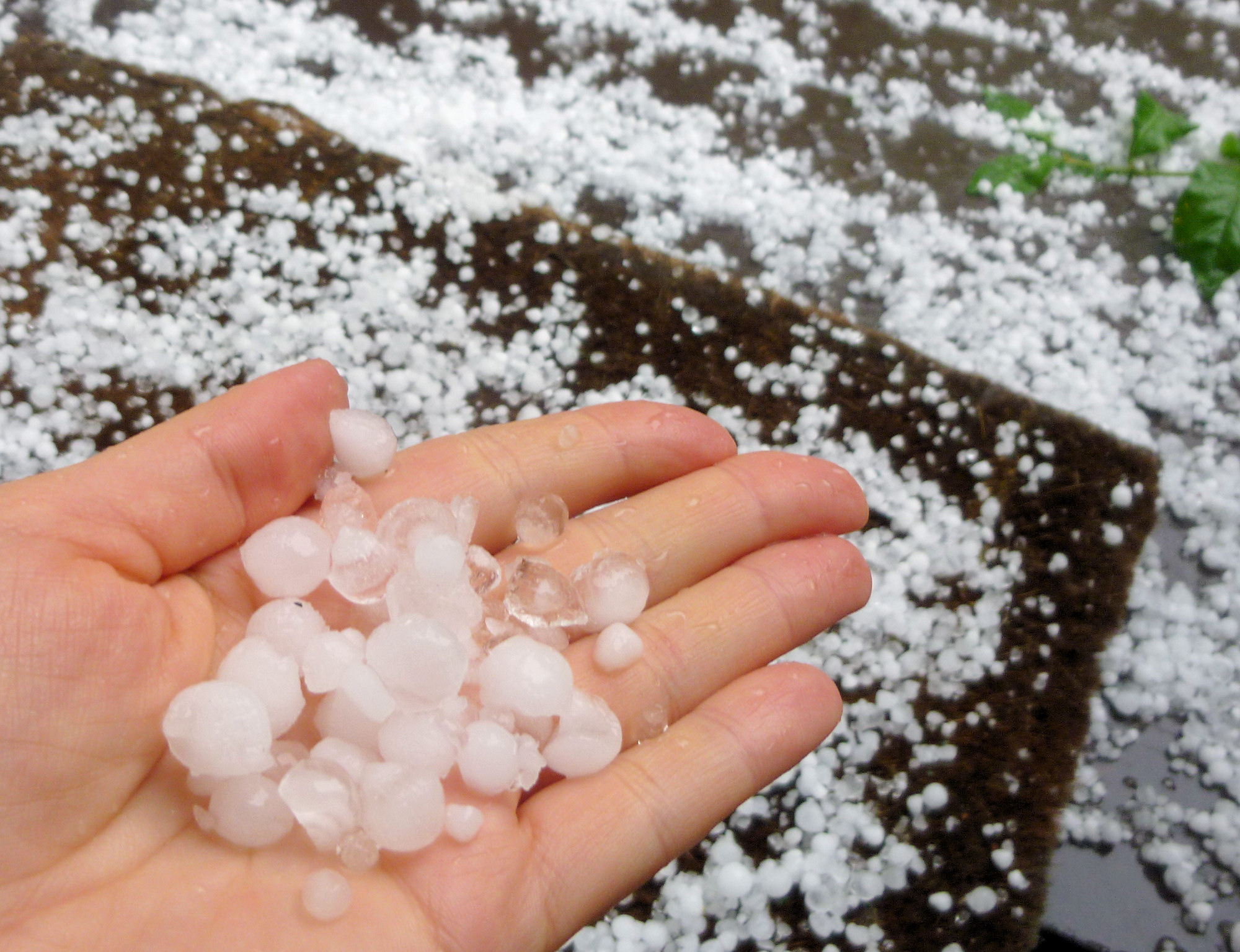 ajuts assegurances hivernacles, umbracles i túnels 