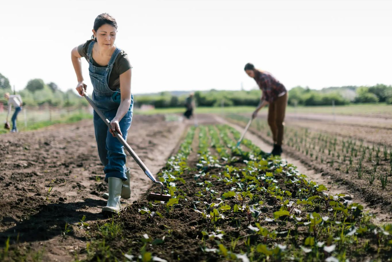 Convocatòria projectes singulars 2025 - agroproductorsosonallucanes.cat