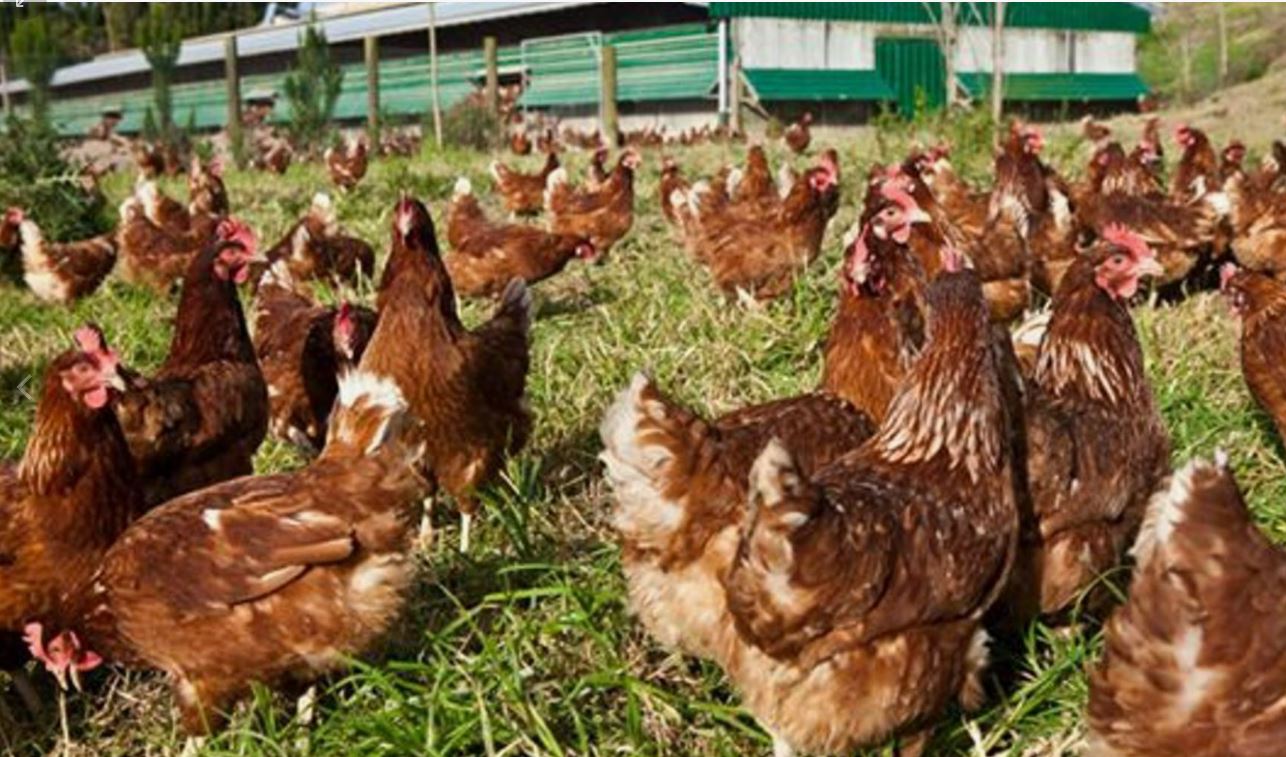 agroproductorsosonallucanes.cat Ajuts infraestructures aviram