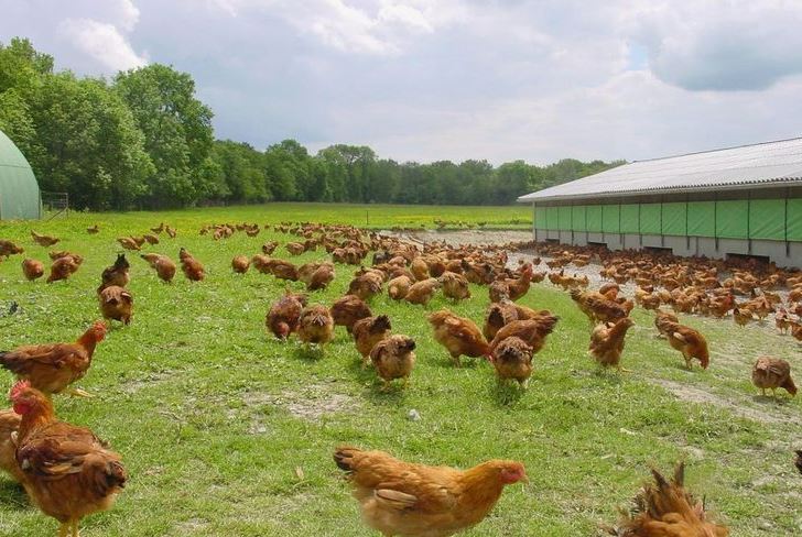 agroproductorsosonallucanes.cat ajuts DARPA aviram