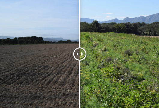 agroproductorsosonallucanes.cat