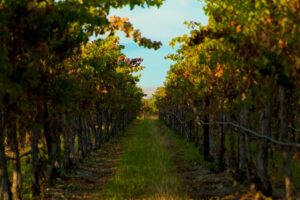 vinya a Osona i Llucanes 2 agroproductorsosonallucanes.cat